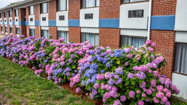 Hyannis Plaza Hotel image 10